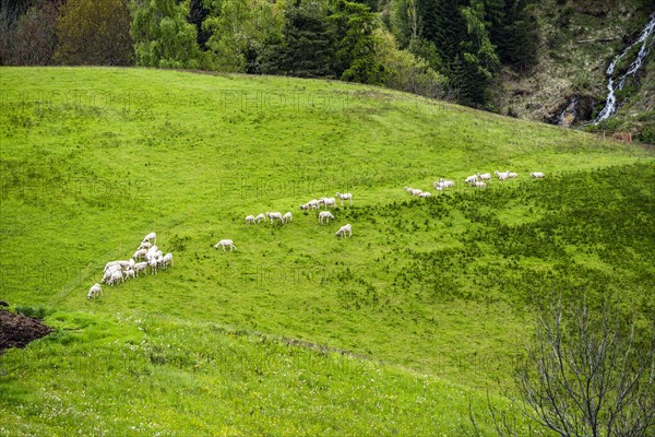 High angle view of goats in field