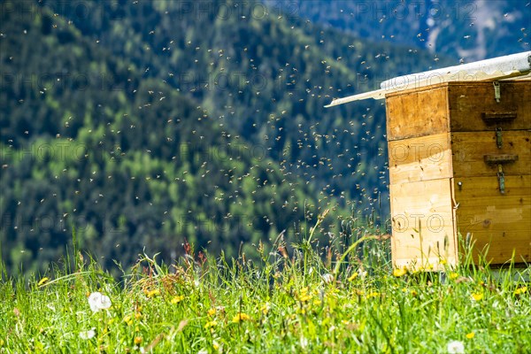 Bees by beehive in Dolomites, Italy