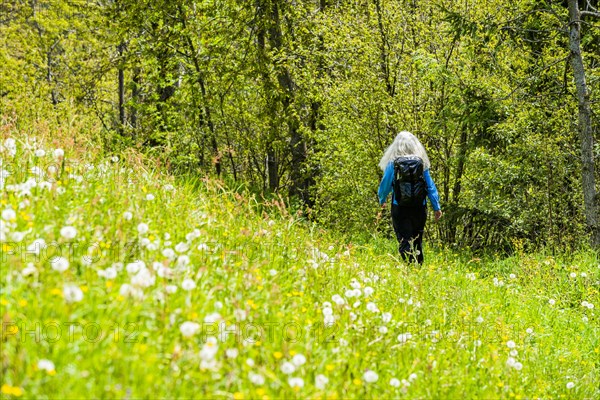 Woman hiking through wildflowers in Dolomites, Italy
