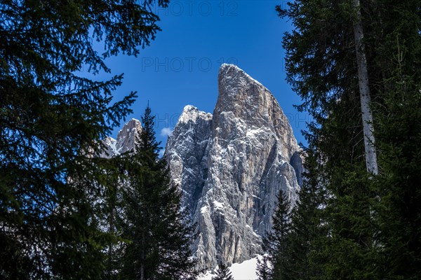 Trees in front of mountain peak in Dolomites, Italy