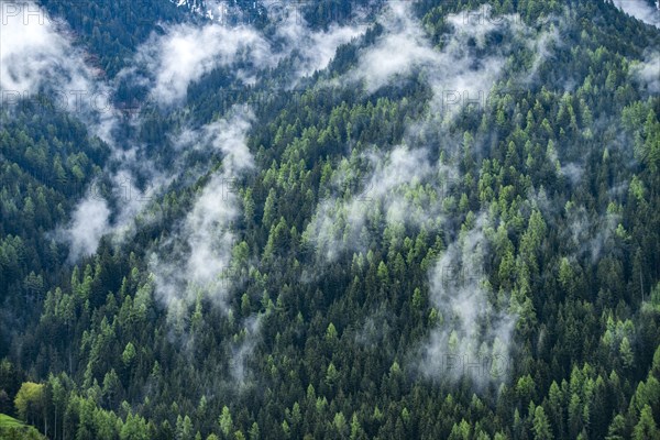 Clouds over hillside pine forest