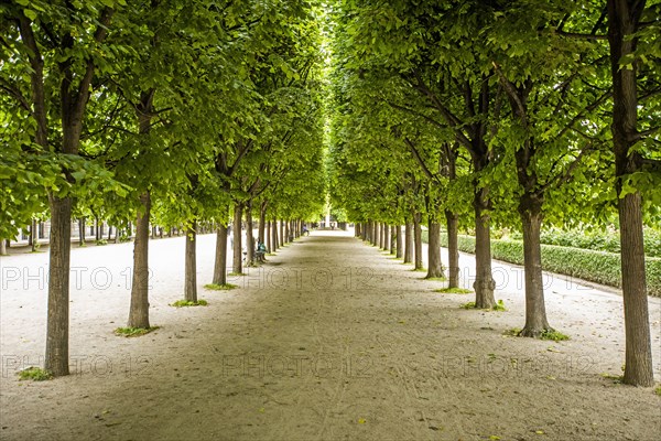 Rows of trees in Palais-Royal gardens in Paris, France