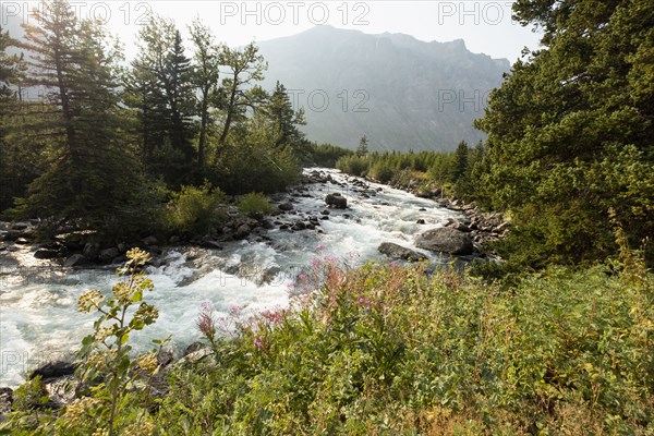 Stream and pine trees in Montana, USA