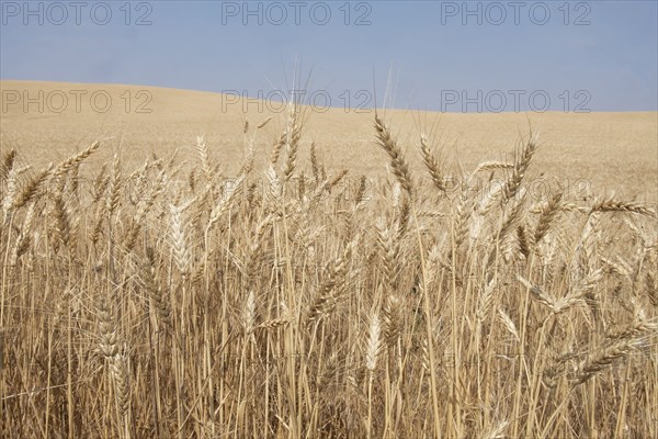 Wheat crop in Idaho, USA