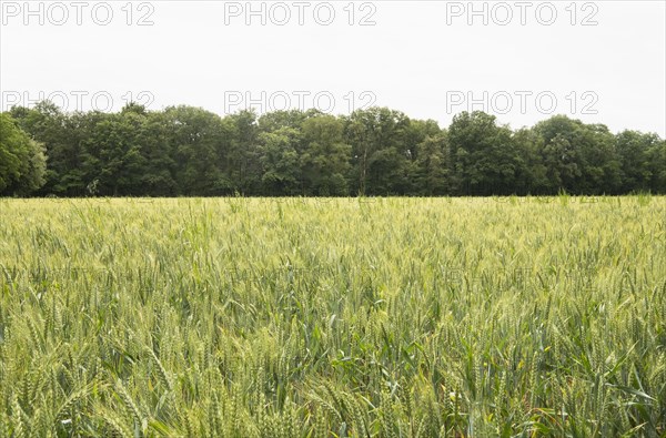 Crop field in Loire Valley, France