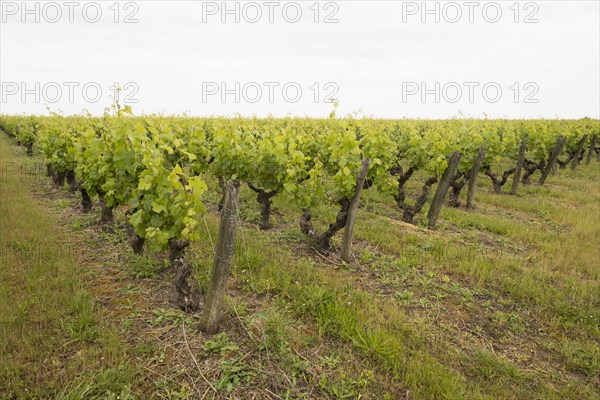 Grape vines at vineyard in Loire Valley, France