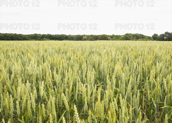 Crop field in Loire Valley, France