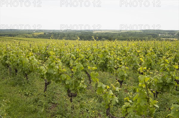 Grape vines at vineyard in Loire Valley, France