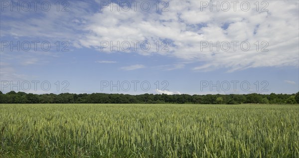 Crop field in Loire Valley, France