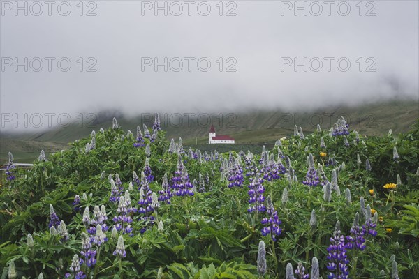 Flowers in front of church in Vik, Iceland