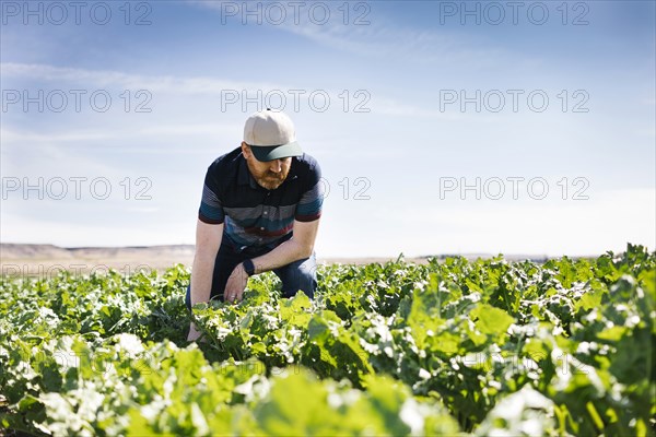 Man crouching in crop field