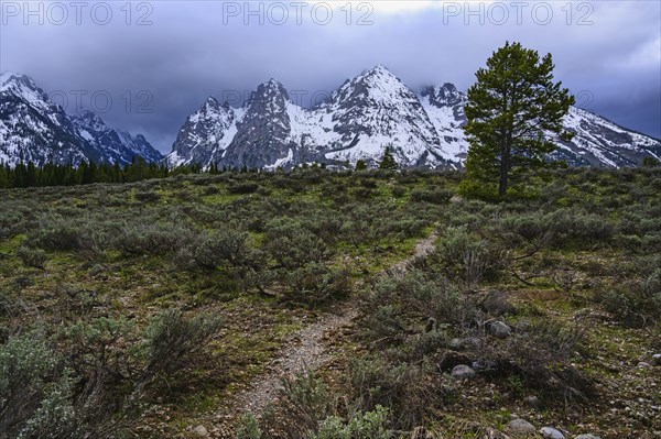 Snowcapped mountains by bush land in Grand Teton National Park