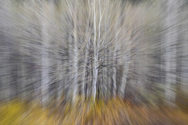 Blurred image of aspen trees during autumn