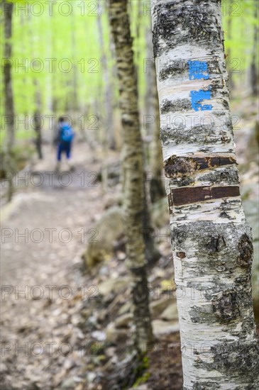 Woman hiking behind marking on tree trunk