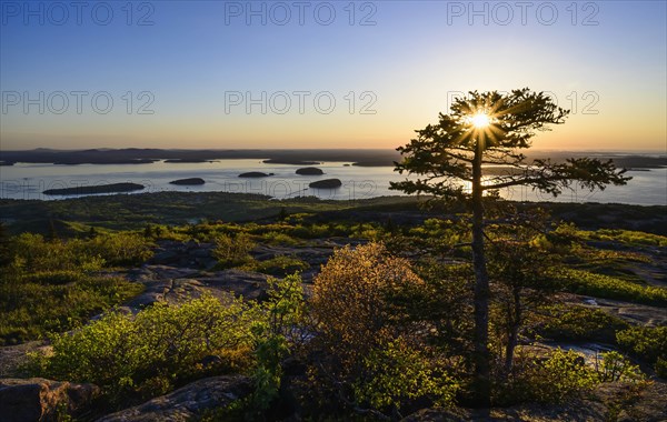 Trees by Frenchman Bay at sunrise in Acadia National Park