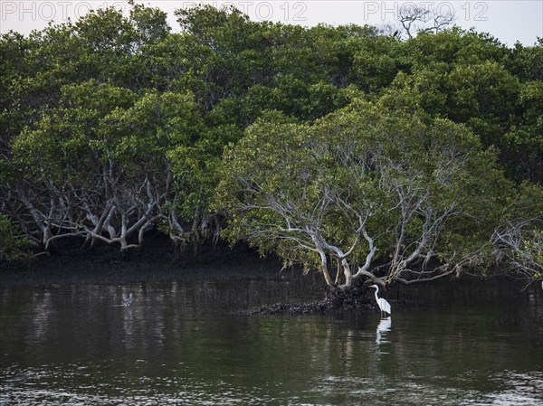 Egret standing in river by trees