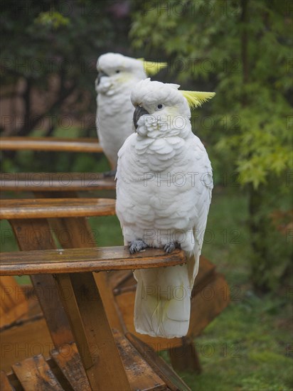 Cockatoos on wooden chairs in garden in Katoomba