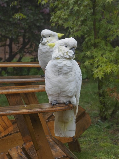 Cockatoos on wooden chairs in garden in Katoomba