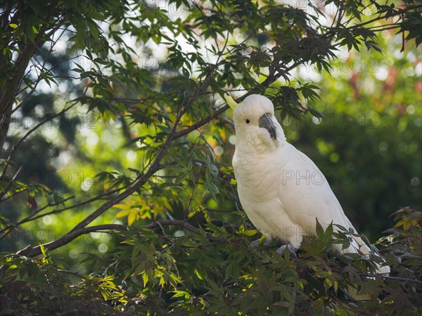 Cockatoo in tree