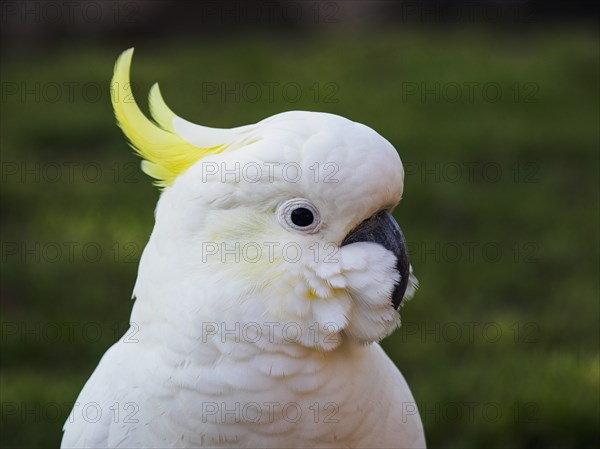 Cockatoo