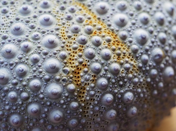 Close-up of sea urchin shell