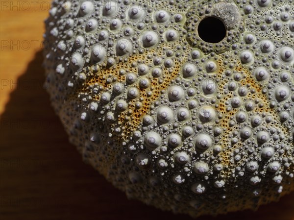 View directly above sea urchin shell