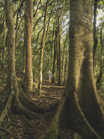 Woman walking in forest in Myall Lakes National Park