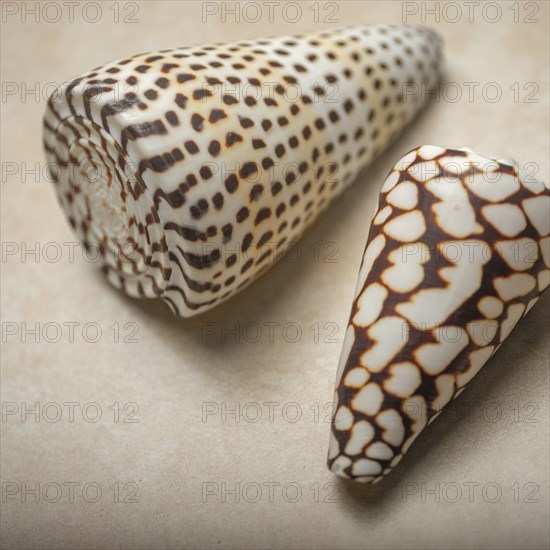 Patterned seashells