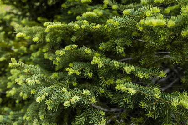 Green pine tree