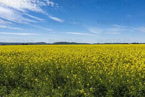 Yellow rapeseed field in Bellevue