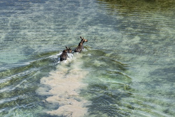 Moose crossing river in Picabo