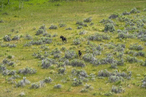 Aerial view of moose in Picabo