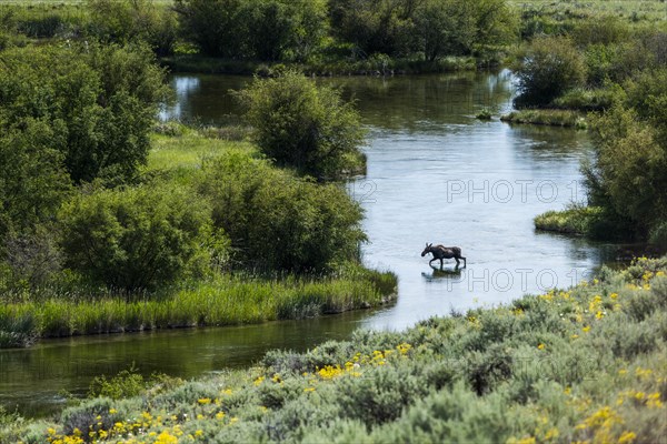 Moose crossing river in Picabo