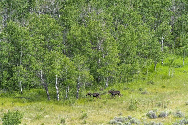 Moose by forest in Picabo