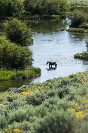 Moose crossing river in Picabo