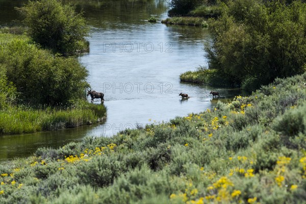 Moose crossing river in Picabo