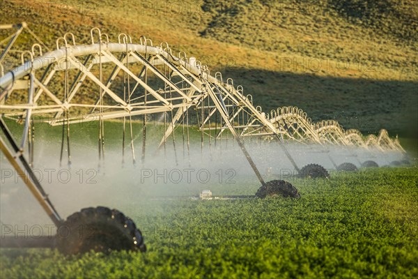 Irrigation system spraying crop field