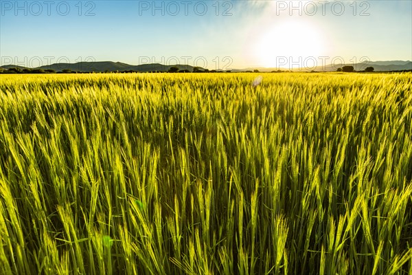 Green wheat field