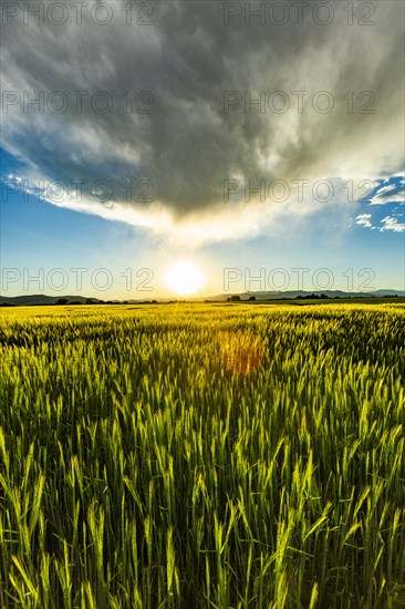 Green wheat field