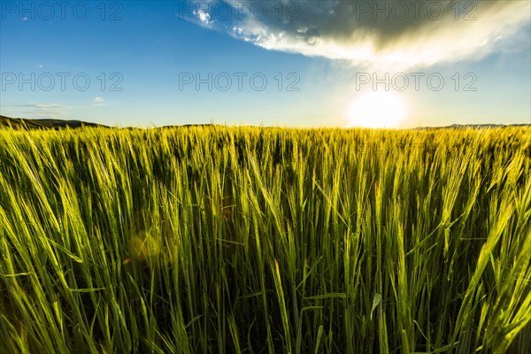 Green wheat field