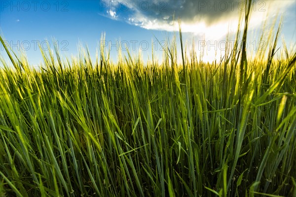 Green wheat field