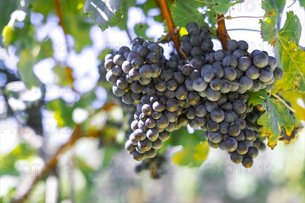 Bunches of grapes in vineyard