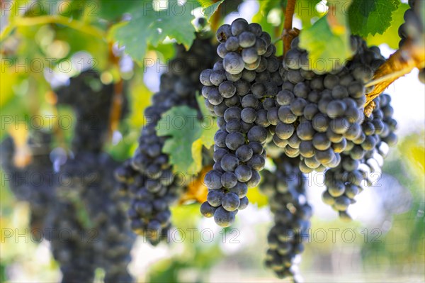 Bunches of grapes in vineyard