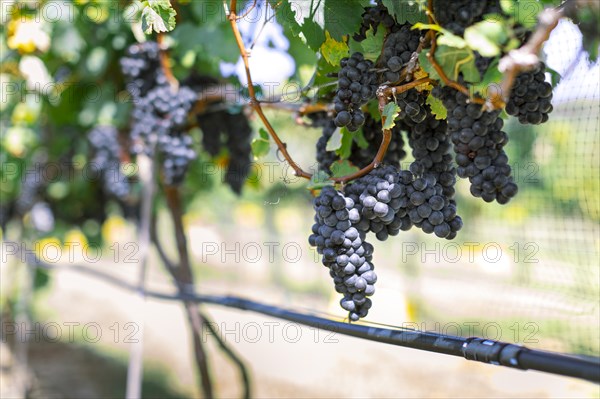 Bunches of grapes in vineyard