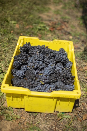 Yellow box of grapes