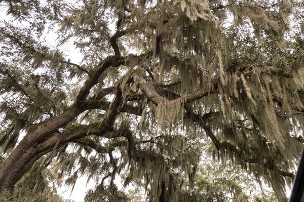 Spanish moss on live oak tree