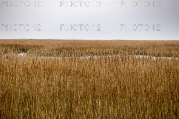 Brown crop field