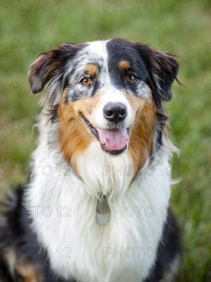 Portrait of Australian Shepherd dog