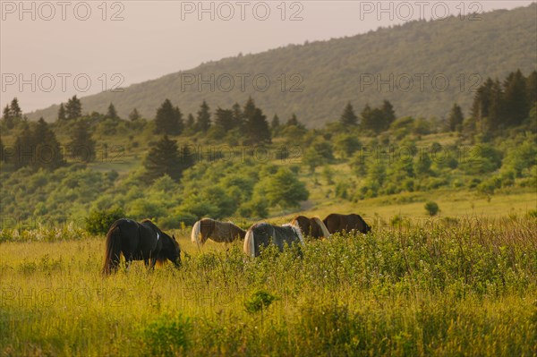 Wild ponies grazing in Mount Rogers National Recreation Area