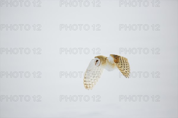 Barn owl in flight over snow